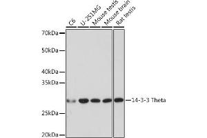 Western blot analysis of extracts of various cell lines, using 14-3-3 Theta Rabbit mAb (ABIN7265312) at 1:1000 dilution. (14-3-3 theta antibody)