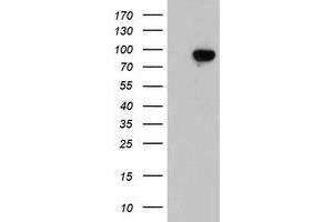 Western Blotting (WB) image for anti-Leucine Rich Repeat Containing 50 (LRRC50) antibody (ABIN1499208) (LRRC50 antibody)