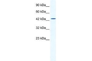 WB Suggested Anti-DMRTB1 Antibody Titration:  2. (DMRTB1 antibody  (Middle Region))