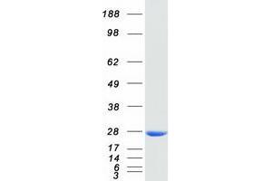 Validation with Western Blot