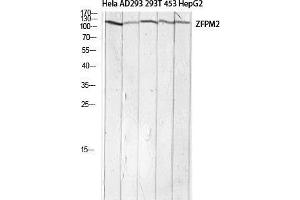 Western Blot (WB) analysis of HeLa AD293 293T 453 HepG2 lysis using ZFPM2 antibody. (ZFPM2 antibody)