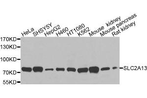 Western blot analysis of extracts of various cell lines, using SLC2A13 antibody (ABIN6003702) at 1/1000 dilution.
