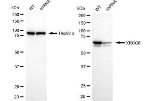 Western blotting analysis using XRCC6 antibody (ABIN7800879).