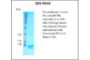 Resistin Protein (RETN)