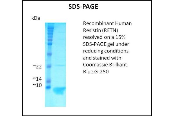 Resistin Protein (RETN)