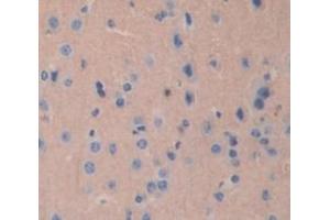 IHC-P analysis of Mouse Tissue, with DAB staining. (TUBB1 antibody  (AA 182-437))