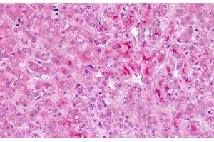Human Liver: Formalin-Fixed, Paraffin-Embedded (FFPE) (AMBP antibody  (AA 77-104))