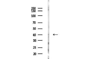 Western blot analysis of lysates from Mouse liver, using FOXQ1 Antibody at 1/1000 dilution.