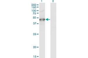 Western Blot analysis of GRINL1A expression in transfected 293T cell line by GRINL1A monoclonal antibody (M04), clone 2E4. (POLR2M antibody  (AA 269-368))