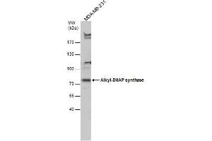 WB Image Alkyl-DHAP synthase antibody detects Alkyl-DHAP synthase protein by Western blot analysis. (AGPS antibody)