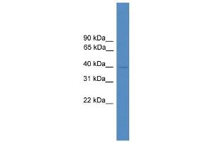 WB Suggested Anti-NFE2 Antibody Titration:  0. (NFE2 antibody  (N-Term))