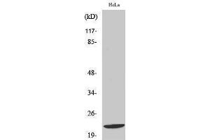 Western Blotting (WB) image for anti-DIRAS Family, GTP-Binding RAS-Like 1 (DIRAS1) (C-Term) antibody (ABIN3174765) (DIRAS1 antibody  (C-Term))
