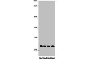 Western blot All lanes: ABHD14B antibody at 16 μg/mL Lane 1: Mouse small intestine tissue Lane 2: Mouse spleen tissue Lane 3: Mouse liver tissue Lane 4: Mouse lung tissue Secondary Goat polyclonal to rabbit IgG at 1/10000 dilution Predicted band size: 23, 19 kDa Observed band size: 23 kDa (ABHD14B antibody  (AA 2-210))