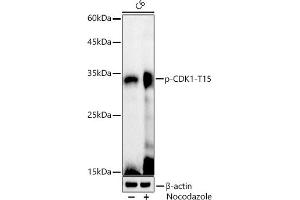 Western blot analysis of extracts of C6 cells, using Phospho-CDK1-T15 antibody (ABIN3019442, ABIN3019443, ABIN3019444 and ABIN6225371) at 1:1000 dilution. (CDK1 antibody  (pTyr15))