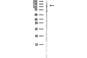 anti-CD163 (CD163) (N-Term) antibody