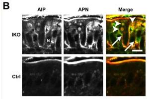Immunofluorescence of Anti-Alkaline Phosphatase Antibody. (Calf Intestinal Alkaline Phosphatase (CIAP) antibody)