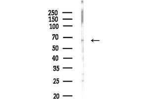 Western blot analysis of lysates from HepG2 cells(starvation,24h treatment), using CPNE6 Antibody at 1/1000 dilution.