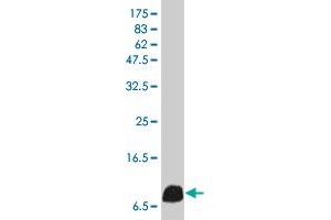 IL8 monoclonal antibody, clone 4G11 . (IL-8 antibody  (AA 21-99))