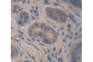 Figure. (Lactoferrin antibody  (AA 550-707))