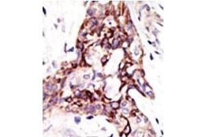 Image no. 2 for anti-ADP-Ribosylation Factor-Like 3 (ARL3) (C-Term) antibody (ABIN357652)