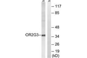Western blot analysis of extracts from Jurkat cells, using OR2G3 Antibody. (OR2G3 antibody  (AA 61-110))