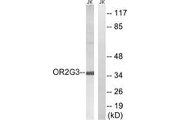 OR2G3 抗体  (AA 61-110)