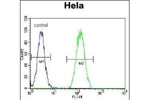 B Antibody (Center) (ABIN657779 and ABIN2846753) flow cytometric analysis of Hela cells (right histogram) compared to a negative control cell (left histogram). (BMP2 antibody  (AA 260-289))
