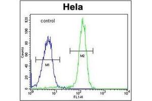 Flow cytometric analysis of Hela cells using FAM40A Antibody  (right histogram) compared to a negative control cell (left histogram).