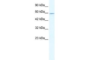 WB Suggested Anti-DDX47 Antibody Titration:  2. (DDX47 antibody  (N-Term))
