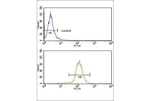 Flow Cytometry (FACS) image for anti-ATP-Binding Cassette, Sub-Family G (WHITE), Member 1 (ABCG1) antibody (ABIN3002669) (ABCG1 antibody)