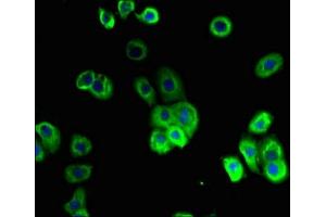 Immunofluorescent analysis of A431 cells using ABIN7156048 at dilution of 1:100 and Alexa Fluor 488-congugated AffiniPure Goat Anti-Rabbit IgG(H+L) (SLC1A2 antibody  (AA 306-348))