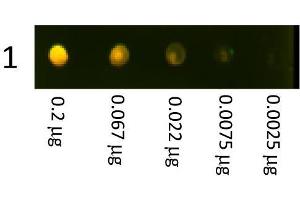 Dot Blot showing the detection of Rabbit IgG. (Goat anti-Rabbit IgG (Heavy & Light Chain) Antibody (Texas Red (TR)))