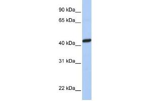 WB Suggested Anti-PEX10 Antibody Titration:  0. (PEX10 antibody  (C-Term))