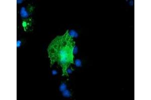 Anti-ARCN1 mouse monoclonal antibody (ABIN2455570) immunofluorescent staining of COS7 cells transiently transfected by pCMV6-ENTRY ARCN1 (RC210778). (ARCN1 antibody)