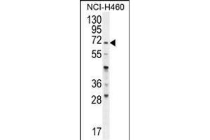 FUT4 Antibody (C-term) (ABIN656005 and ABIN2845382) western blot analysis in NCI- cell line lysates (35 μg/lane). (CD15 antibody  (C-Term))
