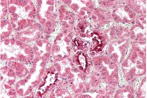 ABIN5539737 (2. (IFITM3 antibody  (Internal Region))