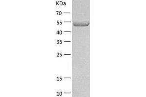 Western Blotting (WB) image for TRAF Family Member-Associated NFKB Activator (TANK) (AA 1-448) protein (His tag) (ABIN7125424) (TANK Protein (AA 1-448) (His tag))