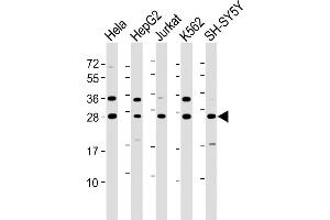 All lanes : Anti-HSD17B10 Antibody (N-Term) at 1:8000 dilution Lane 1: Hela whole cell lysate Lane 2: HepG2 whole cell lysate Lane 3: Jurkat whole cell lysate Lane 4: K562 whole cell lysate Lane 5: SH-SY5Y whole cell lysate Lysates/proteins at 20 μg per lane. (HSD17B10 antibody  (AA 14-48))