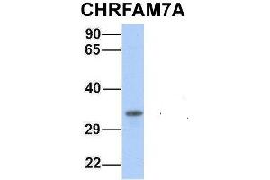 Host:  Rabbit  Target Name:  CHRFAM7A  Sample Type:  721_B  Antibody Dilution:  1. (CHRFAM7A antibody  (Middle Region))