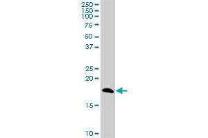 NPC2 MaxPab polyclonal antibody. (NPC2 antibody  (AA 1-151))