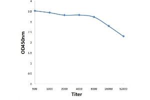 Antigen: 0. (RENT1/UPF1 antibody  (AA 301-450))
