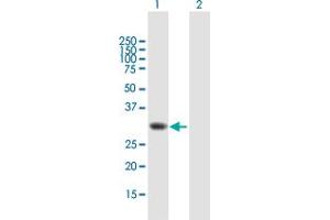 Western Blot analysis of TOMM34 expression in transfected 293T cell line by TOMM34 MaxPab polyclonal antibody. (TOMM34 antibody  (AA 1-309))