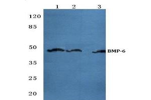Western blot (WB) analysis of BMP-6 antibody  at 1/500 dilution. (BMP6 antibody)