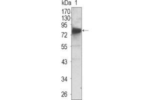 Western Blot showing NTRK3 antibody used against extracellular domain of human NTRK3 (aa32-429).