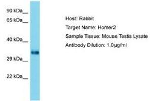 Image no. 1 for anti-Homer Homolog 2 (HOMER2) (AA 153-202) antibody (ABIN6750465) (HOMER2 antibody  (AA 153-202))