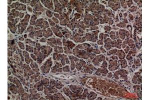 Immunohistochemistry (IHC) analysis of paraffin-embedded Human Pancreas, antibody was diluted at 1:100. (CD1d antibody  (Internal Region))