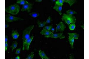 Immunofluorescent analysis of U251 cells using ABIN7163532 at dilution of 1:100 and Alexa Fluor 488-congugated AffiniPure Goat Anti-Rabbit IgG(H+L) (PAI1 antibody  (AA 24-398))