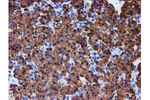 Image no. 7 for anti-Protein Disulfide Isomerase Family A, Member 4 (PDIA4) antibody (ABIN1500110) (PDIA4 antibody)