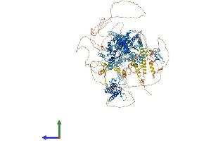 AlphaFold protein structure predicition of Human Recombinant SMARCA4 Protein, UniprotID P51532 (SMARCA4 Protein (AA 1-1647) (His tag))