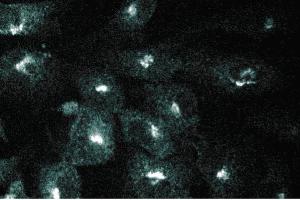 Immunofluorescence staining of human endothelial cells. (GGA2 antibody  (AA 334-445))